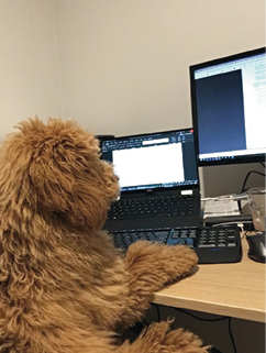 Dog by the computer